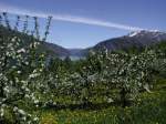 Obstblte am Srfjorden.