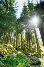 Im Wald am »Tippetuesvingene« in der norwegischen Hansestadt Bergen.