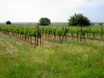 Weinberg bei Breitenbrunn im Burgenland (03.06.2011)