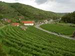 Weinberge bei Senftenberg in der Wachau (21.09.2013)