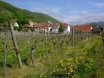 Weinstöcke bei Schwallenbach in der Wachau (21.04.2014)