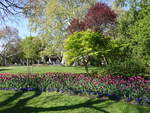 Wien, Blumenfelder im Rathauspark (20.04.2019)