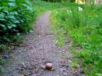 ACHTUNG!
Weinbergschnecke kreuzt Weg! 070501