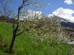 Blhende Bume im Kaunertal bei Kauns, im Hintergrund der Peuschelkopf (2915 M.)  28.04.2013)