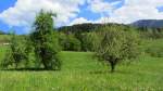 Obstgarten bei Brixlegg im Inntal am 4.5.2012.