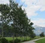 Espenreihe bei Fgen im Zillertal. (17.7.2012)