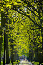 Gehweg im stattlichen 60 Hektar umfassender Kurpark von Świnoujście (Swinemünde).