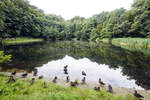 Jezioro Nowowiejskiego (Morskie Oko) bei Zoppot / Sopot.