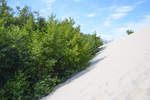 Wald und Düne - Die Lontzkedüne (polnisch Wydma Łącka) ist zwischen 30 und 42 Meter hoch, etwa 1300 Meter lang und 500 Meter breit und bewegt sich durch die vorherrschenden