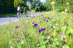 Blumen an der Straßenseite am Izbica südlich der Jezioro Łebsko (Lebasee) in Hinterpommern. Aufnahme: 18. August 2020.