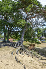 Kieferbaum mit Wurzeln im Dorf Kluki (Klucken) westlich von der Jezioro Łebsko (Lebasee) in Hinterpommern.