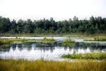 Der Slowinzische Nationalpark (polnisch Słowiński Park Narodowy) liegt in Hinterpommern an der Ostseeküste. Der Name des Parks bezieht sich auf das Volk der Slowinzen, die ursprünglich am Rande des Lebasees lebten. Aufnahme: 18. August 2020.