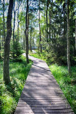 Wandersteg zum Moorgebiet im polnischen Slowinzischen Nationalpark (polnisch Słowiński Park Narodowy) in Hinterpommern an der Ostseeküste. Aufnahme: 18. August 2020.