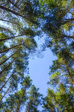 Kiefernwald im Slowinzischen Nationalpark südlich der Lebasee (Łebsko) in Hinterpommern.