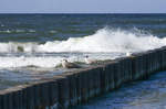 Wellenbrecher mit Möwen am Strand vor Ustka (Stolpmünde) in Hinterpommern.