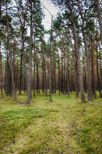 Kiefernwald im Slowinzischen Nationalpark (polnisch Słowiński Park Narodowy) an der polnischen Ostseeküste. Aufnahme: 17. August 2020.