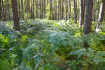  Wald-Frauenfarn (Athyrium filix-femina) im Kiefernwald an der Ostseküste vor Czołpino (deutsch Scholpin) in Hinterpommern. Aufnahme: 20. August 2020.