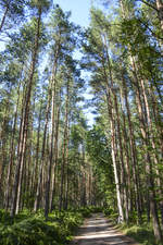  Kiefernwald an der Ostseküste vor Czołpino (deutsch Scholpin) in Hinterpommern. Aufnahme: 20. August 2020.