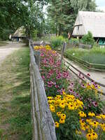 Bauerngarten im Freilichtmuseum in Olsztynek / Hohenstein (04.08.2021)