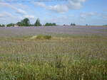Lavendelfelder bei Stawiszyn, Großpolen (13.06.2021)