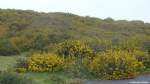 Stechginster ist typisch für die Hochebene  Paúl da Serra  auf Madeira (Februar 2014)