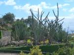 Eine Abteilung im Botanischen Garten -  Jardim Botanico  in Funchal beinhaltet Sukkulenten (Madeira - Februar 2014)