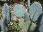 Kakteen im Botanischen Garten -  Jardim Botanico  in Funchal (Madeira - Februar 2014)