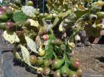 Kakteen im Botanischen Garten -  Jardim Botanico  in Funchal (Madeira - Februar 2014)