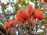 Korallenbaum im Santa Catarina Park in Funchal (Madeira - März 2014)