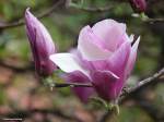 Geschlossene und sich öffnende Magnolienblüte - gesehen im  Monte Palace Tropical Gardens  oberhalb von Funchal/Madeira (März 2014)