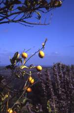 ALFERCE, 30.03.1991, Zitronenbaum in der Serra de Monchique -- eingescanntes Dia