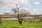 CASTRO MARIM, 11.02.2010, Mandelbaum in der Salinenlandschaft; im Hintergrund die spanische Stadt Ayamonte)