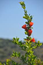 SILVES, 06.05.2014, Hibiskus (?) an einer Levada an der Ribeira de Odelouca