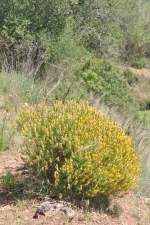 SILVES, 06.05.2014, mir unbekannter Strauch an einer Levada an der Ribeira de Odelouca