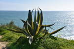 PORTIMÃO, 16.02.2017, Vegetation oberhalb von Praia do Vau