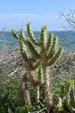 PORTIMÃO, 16.02.2017, Vegetation oberhalb von Praia do Vau