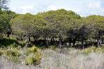 OLHÃO, 09.02.2020, im Naturschutzgebiet Ria Formosa östlich der Stadt