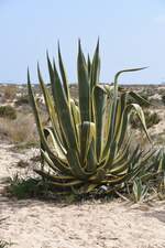 OLHÃO, 28.02.2022, Agave auf der Ilha de Armona