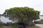 OLHÃO, 18.03.2022, im Naturschutzgebiet Ria Formosa östlich der Stadt