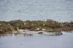 OLHÃO, 18.03.2022, im Naturschutzgebiet Ria Formosa östlich der Stadt