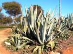 PORCHES, 10.02.2005, Agave auf der Klippe bei der kleinen Kapelle Nossa Senhora da Rocha