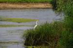 Rumnien, Donaudelta bei Tulcea (06.08.2009)