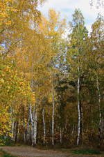 Waldgebiet am Freilichtmuseum Talzy auf den Baikalsee am 16.