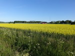 Rapsfelder bei Björsund, Södermanland (14.06.2016)