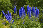 Die Rittersporne (Delphinium) sind eine Pflanzengattung aus der Familie der Hahnenfußgewächse (Ranunculaceae). Das Foto wurde im Garten »Sommertagen« des Freilichtmuseum Skansen (Stockholm) gemacht.
Aufnahme: 25. Juli 2017.