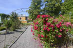 Rosengarten im Stockholmer Freilichtmuseum Skansen.