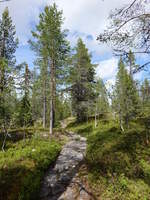 Wanderweg im Nationalpark Sonfjället (17.06.2017)