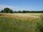 Wiesen bei Egby auf Öland (13.06.2016)