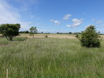 Wiesen bei Seby auf Öland (13.06.2016)