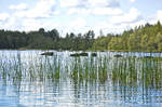 Steine und Schilf im See Ödevatten in Småland ion Schweden. Das Foto ist während einer Kayakfahrt aufgenommen.
Aufnahme: 18. Juli 2017.